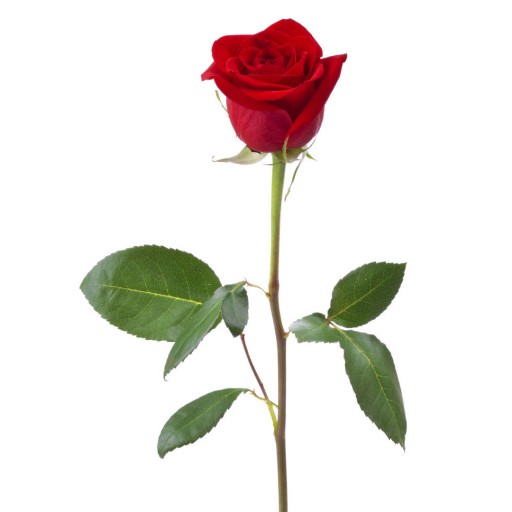 French Word of the Day - rose (noun) - FrenchPod101.com Blog