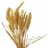 wheat