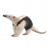 anteater