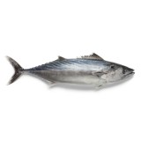 tuna