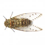 cicada