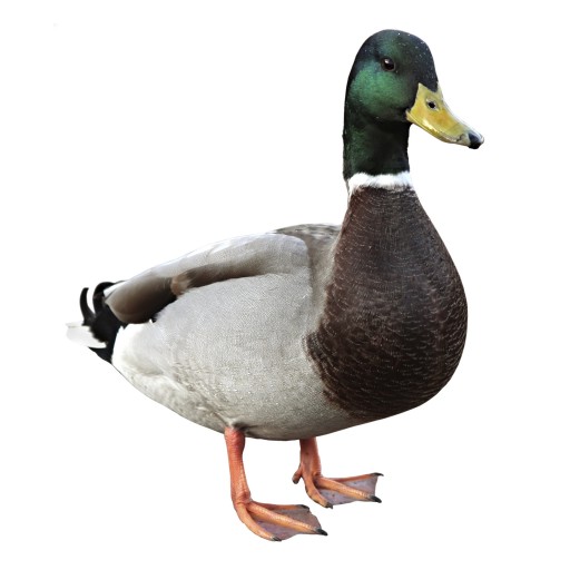 hindi-word-of-the-day-duck-noun-hindipod101-blog