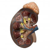 kidney