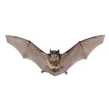bat