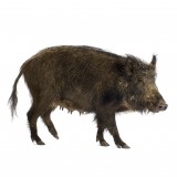 wild boar