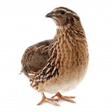 quail