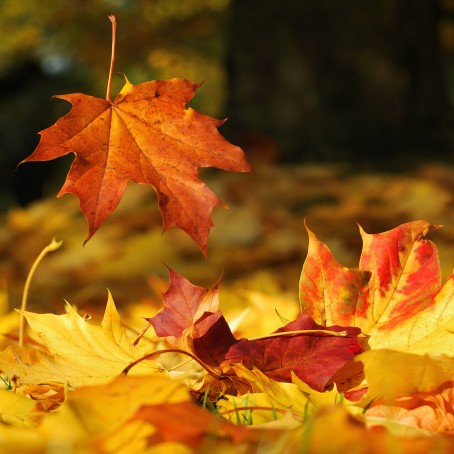 Autum Leaves