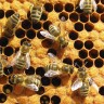 Bees buzz; they go, 
