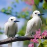 Birds chirp; they go, 