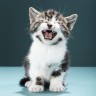 Cats meow; they go, 
