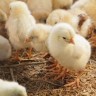 Chicks peep; they go, 