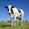 Cows moo; they go, 