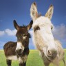 Donkeys bray; they go, 