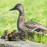 Ducks quack; they go, 