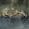 Frogs croak; they go, 