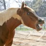 Horses whinny; they go, 
