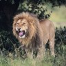Lions roar; they go, 