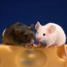Mice squeak; they go, 