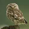 Owls hoot; they go, 