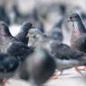 Pigeons coo; they go, 