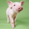 Pigs snort; they go, 
