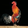 Roosters crow; they go, 