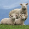 Sheep baa; they go, 