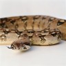 Snakes hiss; they go, 