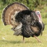 Turkeys gobble; they go, 