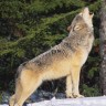 Wolves howl; they go, 