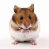 hamster