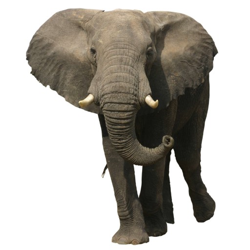 Hebrew Word of the Day - elephant (noun) - HebrewPod101.com Blog