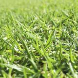 grass