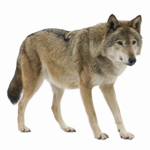 Korean Word of the Day - wolf (noun) - KoreanClass101.com Blog